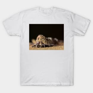 Bristletail (Machilidae) T-Shirt